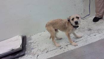 ACE -  Schnauzer and Mixed Breed Dog for Adoption in Houston, Texas - ACE | PetCurious