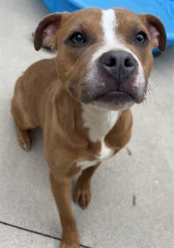 DEMI -  Staffordshire Bull Terrier and Mixed Breed Dog for Adoption in Dayton, Ohio - DEMI | PetCurious