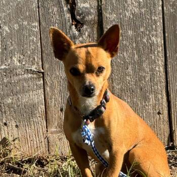 Rescue Chihuahua Dogs for Adoption in Warren, Rhode Island - Tamale | PetCurious