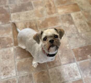 Shih Tzu Dogs Available for Adoption in Manchester, Maryland - Pascha | PetCurious