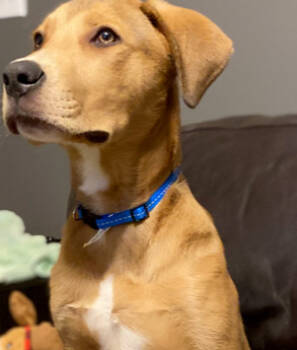 Rescue Labrador Retriever and Hound Dogs for Adoption in Douglasville, Georgia - Tucker | PetCurious