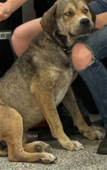 A137196 -  Mixed Breed Dog for Adoption in Palmetto, Florida - A137196 | PetCurious