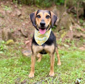 Sapphire -  Beagle and Australian Cattle Dog Blue Heeler Dog for Adoption in Ellijay, Georgia - Sapphire | PetCurious