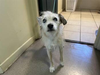 Rescue Terrier and Mixed Breed Dogs for Adoption in Pasadena, California - WOODY | PetCurious
