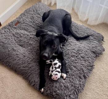 Labrador Retriever Dogs Available for Adoption - Breezy | PetCurious