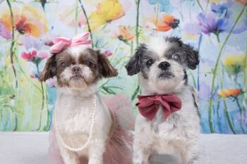 Shih Tzu Dogs Available for Adoption in Cleveland, Ohio - Wanda And Cosmo | PetCurious