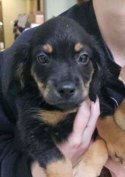 Howard -  Mixed Breed Dog for Adoption in Munster, Indiana - Howard | PetCurious
