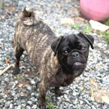 Pug Dogs Available for Adoption in Alvin, Texas - Bruno | PetCurious