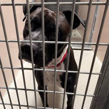 Charlie -  Boxer and Pit Bull Terrier Dog for Adoption in Murray, Utah - Charlie | PetCurious