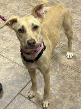 Reba -  Shepherd and Hound Dog Available for Adoption in Littleton, Colorado - Reba | PetCurious