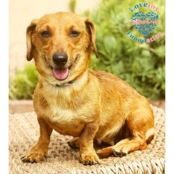 Bandit -  Dachshund Dog for Adoption in Inglewood, California - Bandit | PetCurious