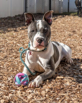 Rescue Mixed Breed Dogs for Adoption in Chamblee, Georgia - Toro | PetCurious