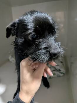 Schnauzer Dogs Available for Adoption in Vaudreuil-dorion, Quebec - Bloom | PetCurious