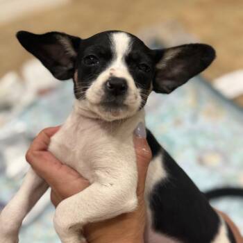 Chihuahua Dogs Available for Adoption in Park Row, Texas - Vodka | PetCurious
