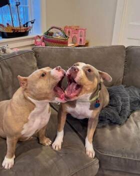 Annabel -  American Staffordshire Terrier Dog for Adoption in Syracuse, New York - Annabel | PetCurious
