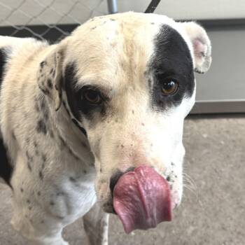Kitty -  Mixed Breed Dog for Adoption in Las Cruces, New Mexico - Kitty | PetCurious