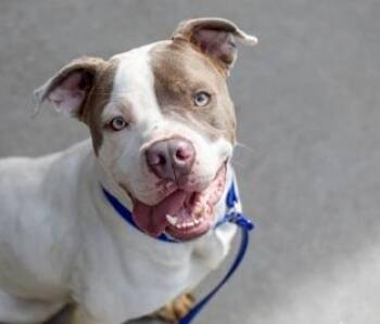 Mixed Breed Dogs Available for Adoption in Chamblee, Georgia - Tyai- IN FOSTER | PetCurious
