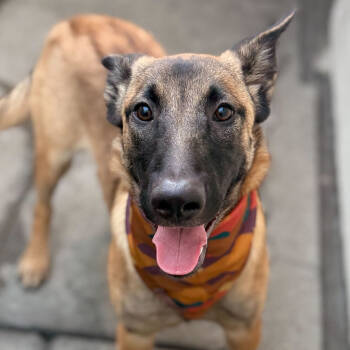 Rescue Mixed Breed and Belgian Shepherd Malinois Dogs for Adoption in San Francisco, California - Sterling | PetCurious