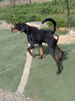 Black And Tan Coonhound and Doberman Pinscher Dogs Available for Adoption - Bud | PetCurious