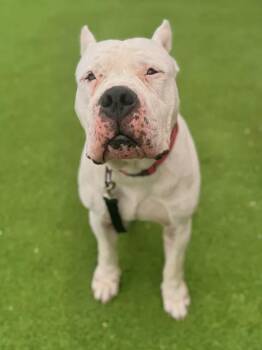Dogo Argentino Dogs Available for Adoption in Fruit Heights, Utah - Kong | PetCurious