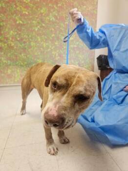 Gustavo -  American Staffordshire Terrier and Mixed Breed Dog for Adoption in San Antonio, Texas - Gustavo | PetCurious