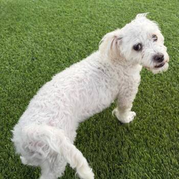 Smiles -  Miniature Poodle and Mixed Breed Dog for Adoption in Las Vegas, Nevada - Smiles | PetCurious