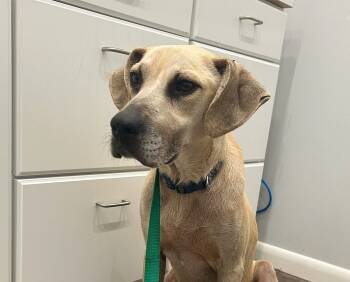 Rescue Labrador Retriever and Hound Dogs for Adoption in Monticello, Mississippi - Biscuit | PetCurious