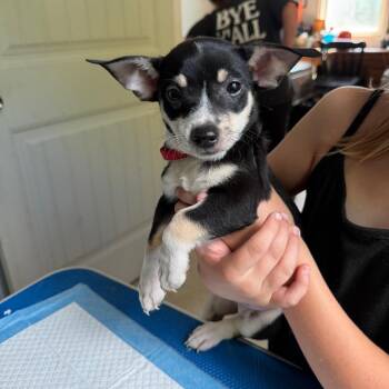 Male 3 -  Rat Terrier and Chihuahua Dog for Adoption in Hohenwald, Tennessee - Male 3 | PetCurious