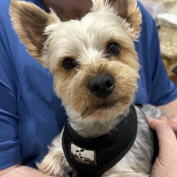 Yorkshire Terrier Dogs Available for Adoption - Buster | PetCurious