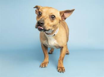 Chihuahua Dogs Available for Adoption in Phoenix, Arizona - COCO | PetCurious