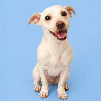 Terrier Dogs Available for Adoption in Concord, North Carolina - Coconut | PetCurious