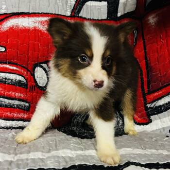 Sugar -  Pomsky Dog for Adoption in Oak Bluffs, Massachusetts - Sugar | PetCurious