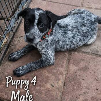 Pointer and Australian Cattle Dog Blue Heeler Dogs Available for Adoption - Levi | PetCurious