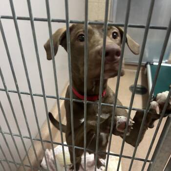Chocolata -  Pit Bull Terrier Dog for Adoption in Palm Springs, California - Chocolata | PetCurious