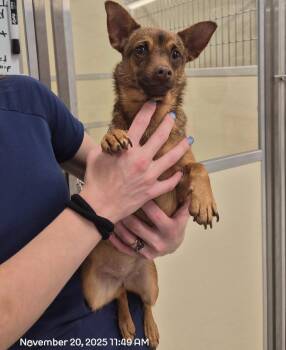 Rescue Terrier Dogs for Adoption in Athens, Tennessee - Ally | PetCurious