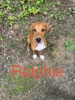 Ralphie -  Redbone Coonhound Dog for Adoption in Zimmerman, Minnesota - Ralphie | PetCurious