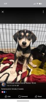 Butterscotch -  Labrador Retriever Dog for Adoption in Statesville, North Carolina - Butterscotch | PetCurious