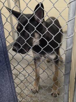 XENA -  German Shepherd Dog and Mixed Breed Dog for Adoption in Anchorage, Alaska - XENA | PetCurious