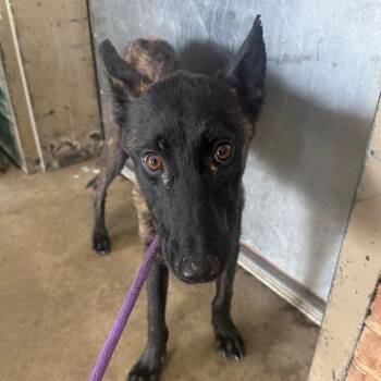 Marnie Lee -  Dutch Shepherd Dog for Adoption in Birmingham, Alabama - Marnie Lee | PetCurious