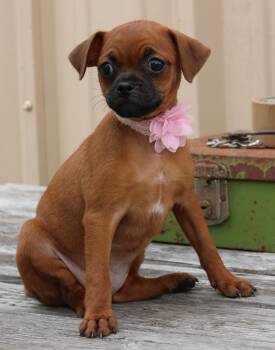 Pug Dogs Available for Adoption - Cinnamon | PetCurious