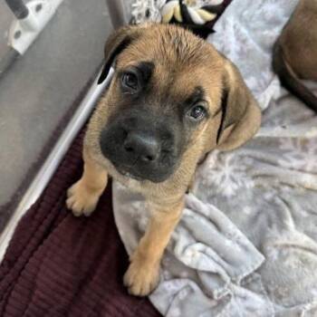 Mixed Breed Dogs Available for Adoption in Bentonville, Arkansas - Lazuli | PetCurious