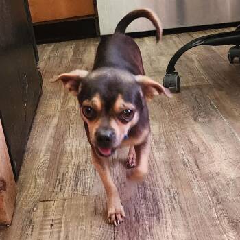 Wiley -  Chihuahua and Pug Dog for Adoption in Evensville, Tennessee - Wiley | PetCurious