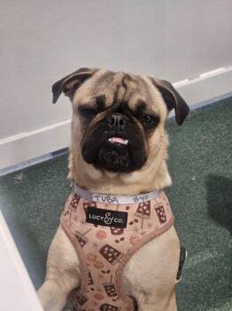 Pug Dogs Available for Adoption - Tuba | PetCurious