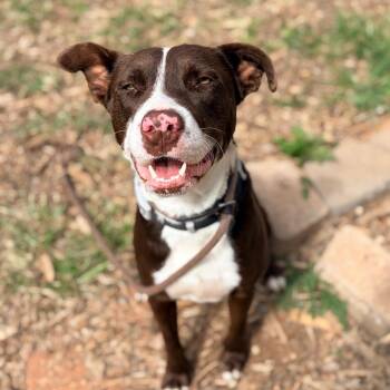 Huckleberry -  Terrier and Mixed Breed Dog for Adoption in Aldie, Virginia - Huckleberry | PetCurious
