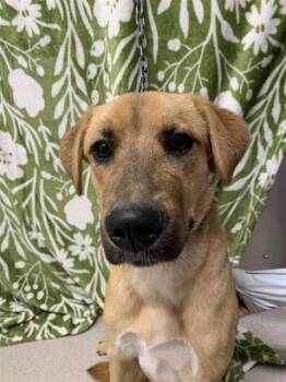 CHEENI -  Labrador Retriever and Mixed Breed Dog for Adoption in Fairbanks, Alaska - CHEENI | PetCurious