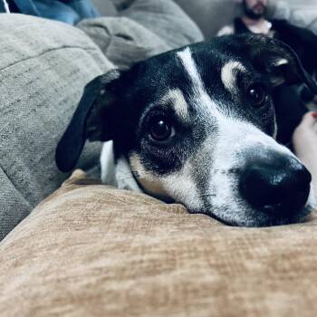 DYSON -  Rat Terrier and Mixed Breed Dog for Adoption in Chicopee, Massachusetts - DYSON | PetCurious