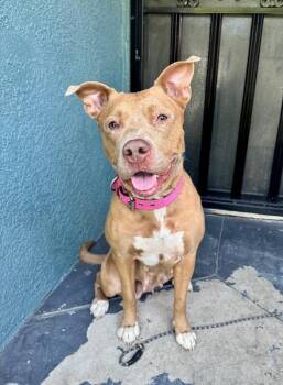 Winnie -  Pit Bull Terrier Dog for Adoption in Los Angeles, California - Winnie | PetCurious