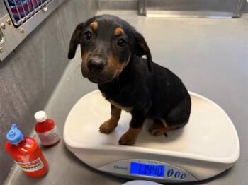 German Shepherd Dog and Mixed Breed Dogs Available for Adoption - TOKIMONSTA | PetCurious