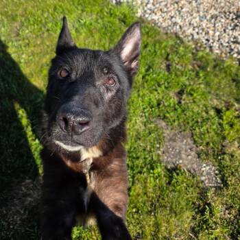 German Shepherd Dog Dogs Available for Adoption in Bristol, Indiana - Leah | PetCurious