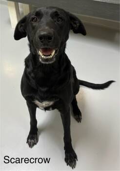 Rescue Labrador Retriever Dogs for Adoption in Topeka, Kansas - Scarecrow | PetCurious
